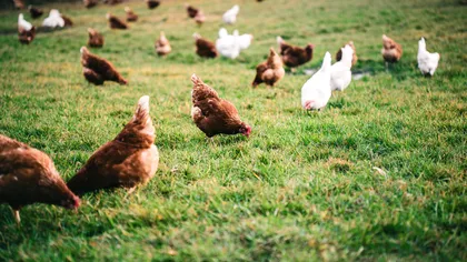 Numărul maxim de găini care pot fi crescute într-o curte pentru a evita amenzile. Gospodăriile trebuie dotate cu apă curentă și canalizare