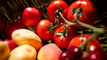 Cum a creat roșia cartoful: Descoperirea evolutivă care a schimbat agricultura