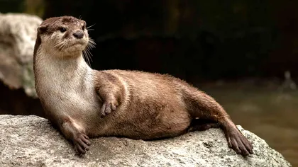 Splash, vidra care salvează vieți: Poate cel mai simpatic erou în misiunile de căutare și salvare