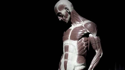 Care sunt părțile corpului care îmbătrânesc cel mai repede. Răspunsul neașteptat al cercetătorilor