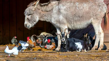 Ce poţi face dacă eşti nemulţumit de animalele din curtea vecinului? Cadrul legal