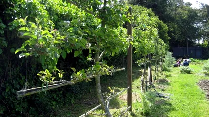 Distanţa la care poţi planta pomi fructiferi faţă de gardul vecinilor. Vei evita orice problemă astfel