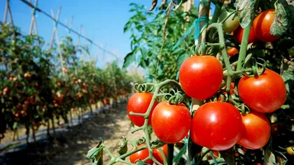 Ajutor de minimis 2025: schimbarea care îi vizează direct pe legumicultori