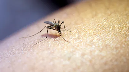 Țânțarii preferă să înțepe oamenii care consumă această băutură alcoolică. Descoperirea care răstoarnă o explicație populară