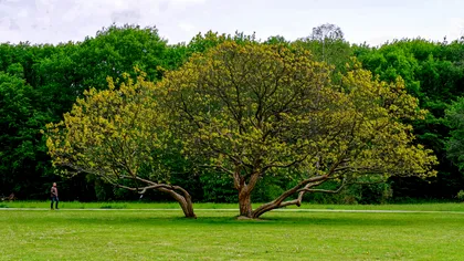 Ce sunt arborii remarcabili şi de ce nu ai voie să îi tai chiar dacă sunt în curtea ta? Amenda ajunge la 25.000 de lei