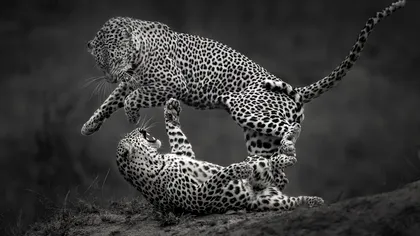 Cele mai impresionante fotografii alb-negru ale anului 2025 care surprind frumusețea naturii și a lumii