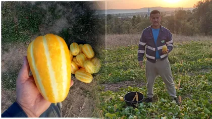 Românul care a lăsat Germania și s-a întors acasă să dea lovitura cu pepeni exotici. De ce au gust de pară