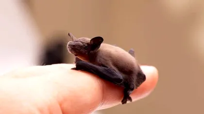 Liliacul albinuță, cel mai mic liliac din lume, se luptă pentru supraviețuire