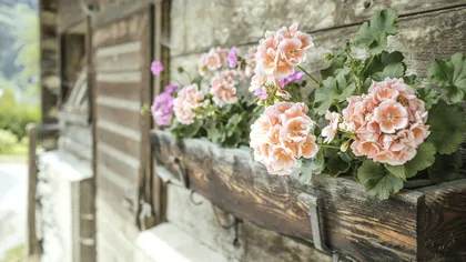 Când se bagă muşcatele în casă. Pregătirea lor pentru iarnă, udarea se răreşte