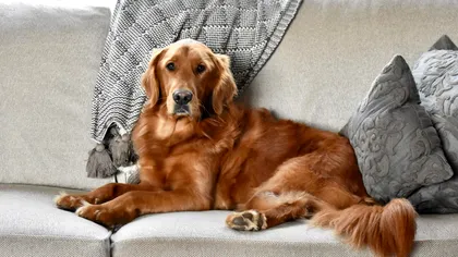 Ce spune legea despre câinii care latră prea mult. Poți fi amendat dacă deranjezi vecinii