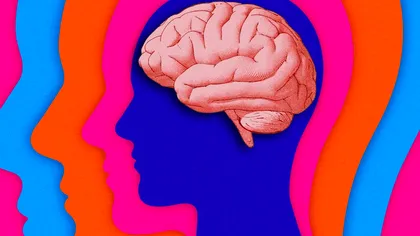 Vârsta la care creierul atinge apogeul nu este 25 de ani, așa cum se credea până acum, spun specialiștii într-un nou studiu