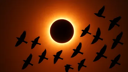 Cum au reacționat păsările la eclipsa totală de Soare din 2024: Un experiment științific cu rezultate neașteptate
