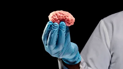 „Mini-creiere” umane crescute în laborator pentru calculatoare vii, la propriu