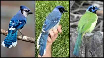 A crezut că este o pasăre frumoasă în curte, dar era un hibrid nemaiîntâlnit. Cercetătorii nu știu ce nume să-i dea