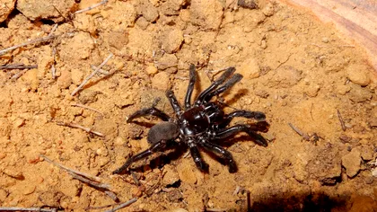 Povestea celui mai longeviv păianjen din lume: 43 de ani de viață și o lecție pentru oameni