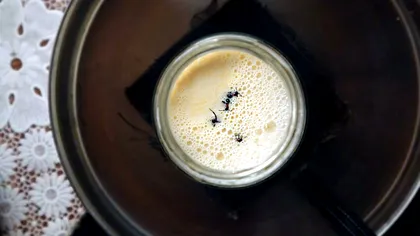 Iaurt fermentat cu furnici servit ca delicatesă într-un restaurant de lux și nu e un caz de Sanepid, ci o reușită științifică