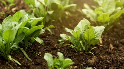 Ce legume de toamnă mai poți planta în luna octombrie