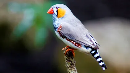 O bază de date uriașă dezvăluie secretele a peste 11.500 de specii de păsări din lume