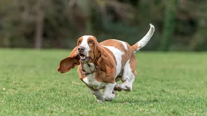 Amendă pentru românii care îşi lasă câinii liberi. Vecinii îi pot reclama