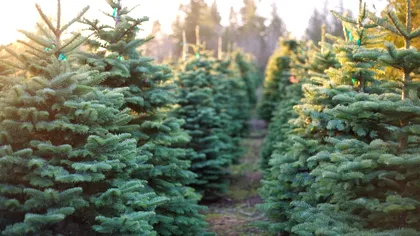 Cât costă un pom de Crăciun cumpărat direct de la Romsilva. Prețurile încep de la doar câțiva lei