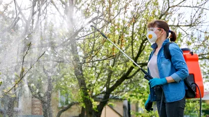 Cât ulei horticol se pune la 10 litri de apă. Ghid complet pentru tratamentele de iarnă la pomi