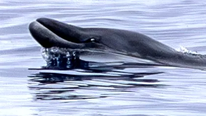 Balena-cu-cioc cu dinți de gingko, văzută în mediul natural pentru prima dată FOTO