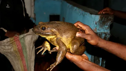 Broasca uriașă din Africa, cât o pisică de mare, uimește oamenii de știință: nu orăcăie, dar își construiește cuiburi din pietre