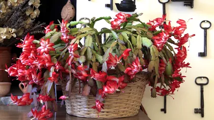 Cum să folosești zațul de cafea ca să ai un cactus de Crăciun plin de flori în fiecare an