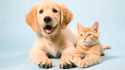 UE adoptă măsuri istorice pentru protecția pisicilor și câinilor: microciparea devine obligatorie