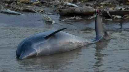 Lacurile amazoniene s-au încins peste 40°C, provocând moartea a sute de delfini
