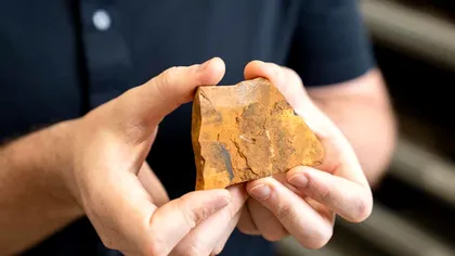 O nouă descoperire rescrie istoria evoluției musculițelor. Fosila, un mister pentru oamenii de știință