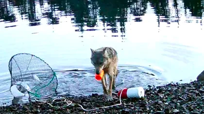 Cum a fost filmat un lup, în încercarea de a-și face rost de hrană. Metoda inedită a animalului, demnă de comportamentul uman VIDEO