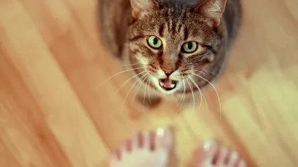 Pisicile care miaună non-stop nu sunt nebune, ci o cauză ascunsă le determină acest comportament