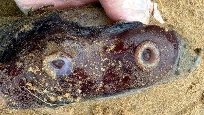 Creatura din adâncurile oceanului care a pus cercetătorii în dilemă. Un tentacul misterios a fost găsit pe o plajă