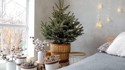 Brad de Crăciun în ghiveci. Poate fi plantat apoi în grădină: ce spun românii