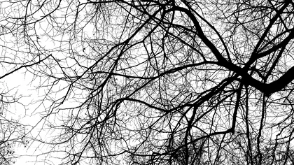 Ce ai voie să faci dacă crengile vecinului ajung în curtea ta. Ce spune legea