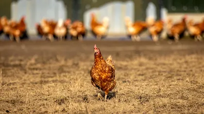 Ce se face iarna ca găinile să facă ouă mai des: trucul bunicilor funcţionează de fiecare dată