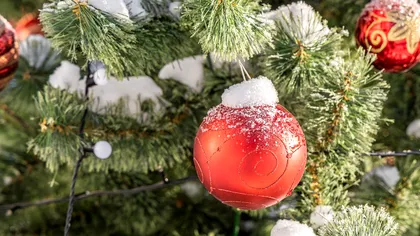 Cum să îți ții bradul natural verde și proaspăt până la o lună și jumătate. Secretul specialiștilor