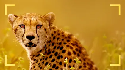 Noutățile din ianuarie la National Geographic și National Geographic Wild: aventuri, istorie și natură extremă