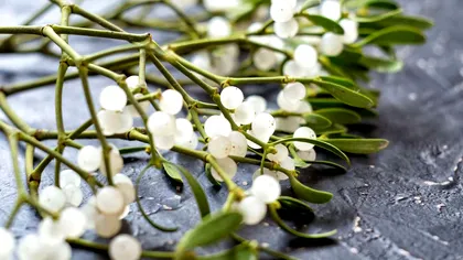 De ce se pune vâsc în casă de Crăciun şi de Revelion: povestea plantei mai vechi decât sărbătoarea Naşterii Domnului