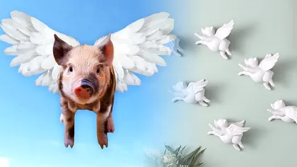 De unde vine expresia „când o zbura porcul”: mulţi o folosesc fără să ştie legătură cu mitologia greacă