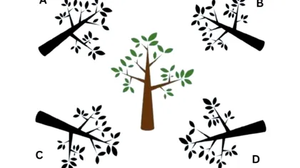 Găseşte umbra copacului în mai puţin de 10 secunde. Test de inteligenţă viral