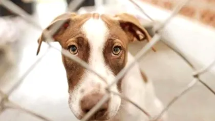 Lege nouă pentru protecția animalelor: animalele ar putea fi protejate și împotriva suferinței psihice. Ce măsuri noi sunt propuse