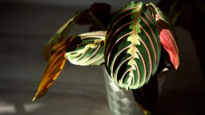 Planta care se roagă. Cum se îngrijeşte şi locul în care se ţine