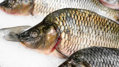 Motivul pentru care nu ar trebui să cumperi niciodată pește în perioada dintre Crăciun și Revelion. De ce este riscant