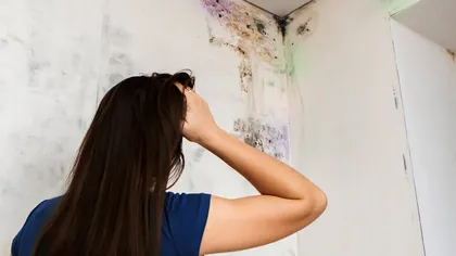 Mucegaiul din casă are culori diferite. Ce riscuri pot ascunde pentru sănătate