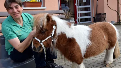 Pumuckel, cel mai scund cal din lume: un ponei minuscul care cucerește inimile tuturor