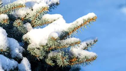 Soiul de brad care miroase cel mai puternic în casă și rezistă cel mai mult. Îi vei simți prospețimea chiar și după o lună