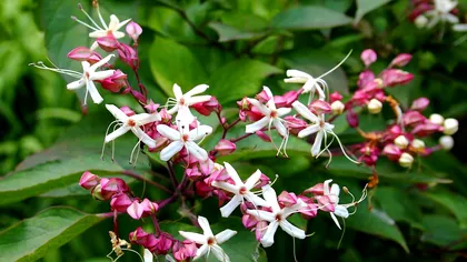 Unde nu trebuie pusă floarea norocului. Greșeala care taie prosperitatea în casă, potrivit Feng Shui