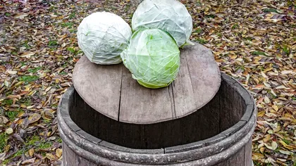 Varză murată fără pritocire. Reţeta simplă care funcţionează de generaţii întregi